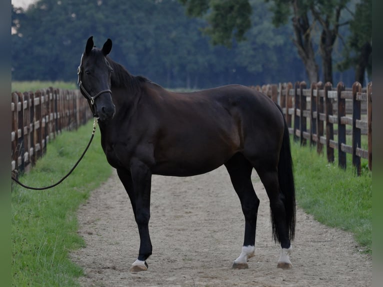Westphalian Mare 11 years 16,1 hh Black in Fraunberg