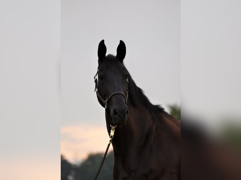 Westphalian Mare 11 years 16,1 hh Black in Fraunberg