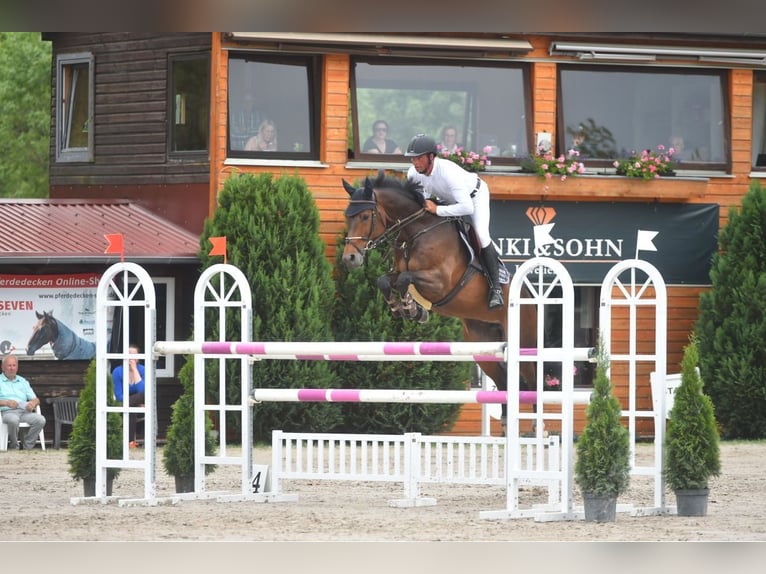 Westphalian Mare 11 years 16,1 hh Brown in Wächtersbach