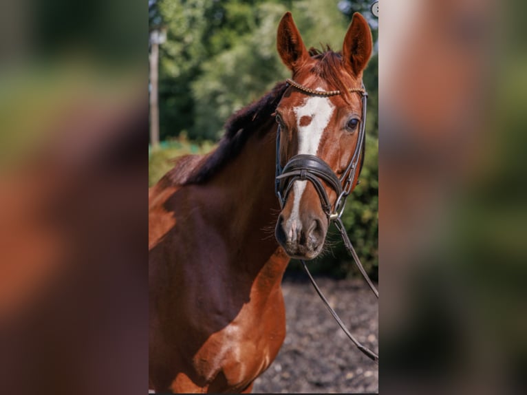 Westphalian Mare 11 years 16,1 hh Chestnut in Teltow