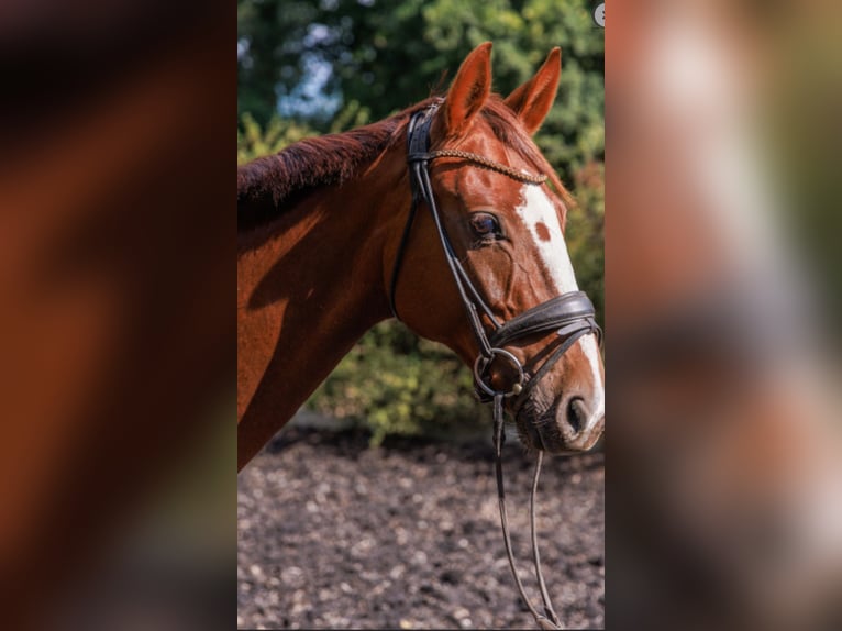 Westphalian Mare 11 years 16,1 hh Chestnut in Teltow