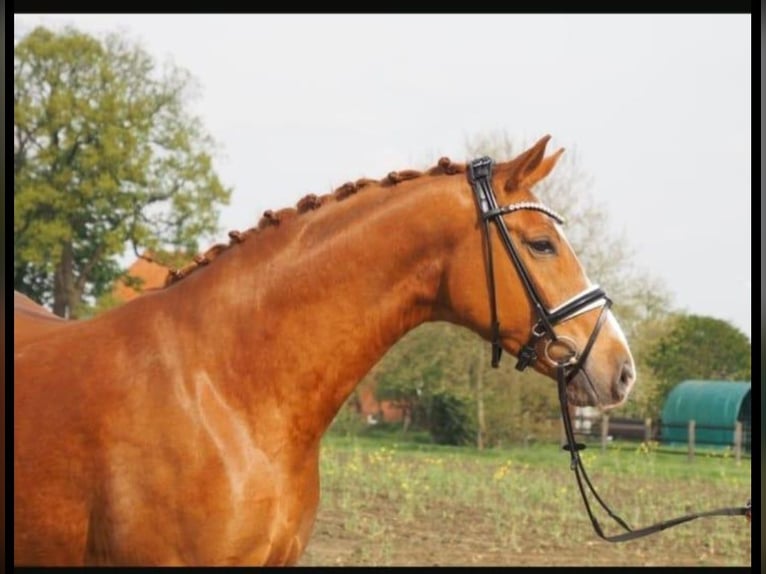 Westphalian Mare 11 years 16,1 hh Chestnut-Red in Ehingen an der Donau