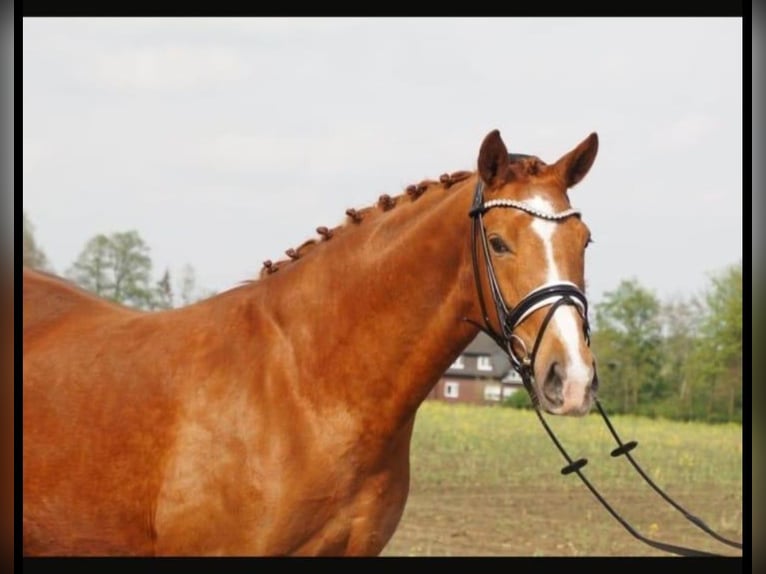 Westphalian Mare 11 years 16,1 hh Chestnut-Red in Ehingen an der Donau