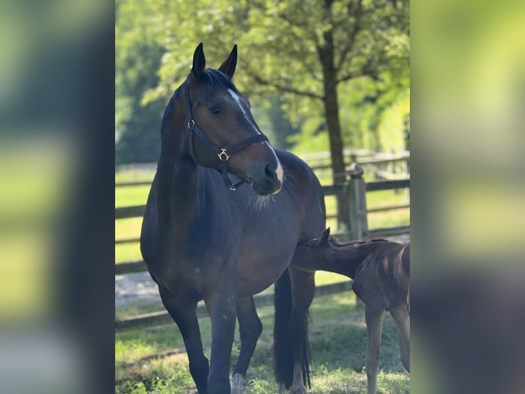 Westphalian Mare 11 years 16,2 hh Bay-Dark in Vechta