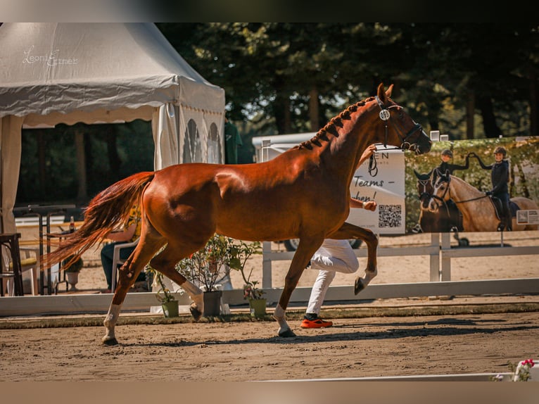 Westphalian Mare 11 years 16,2 hh Bay-Dark in Vechta