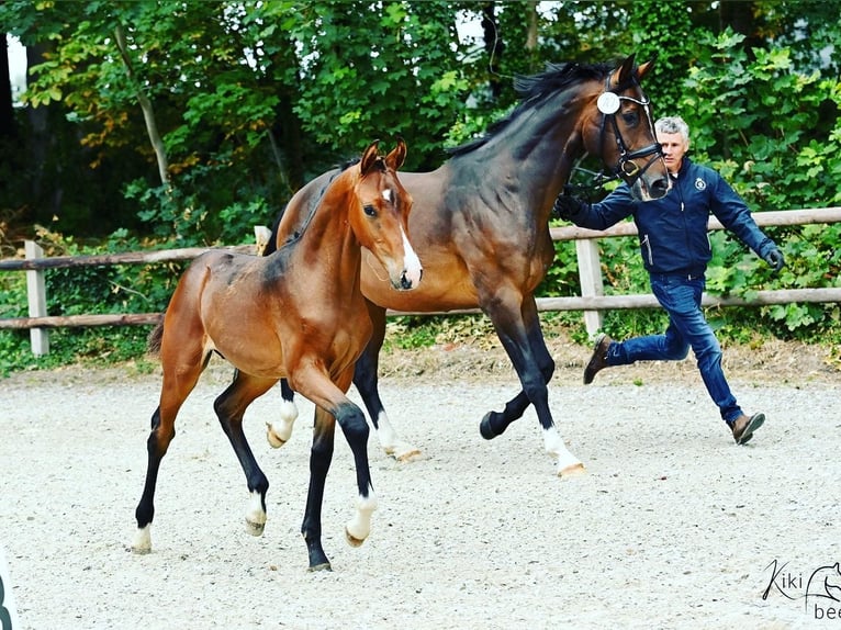 Westphalian Mare 11 years 16,2 hh Bay-Dark in Vechta