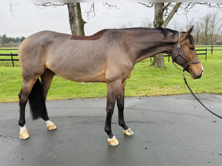Westphalian Mare 11 years 16,2 hh Brown in Altenberge