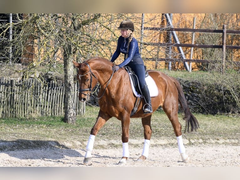 Westphalian Mare 11 years 16,2 hh Chestnut-Red in Würzburg