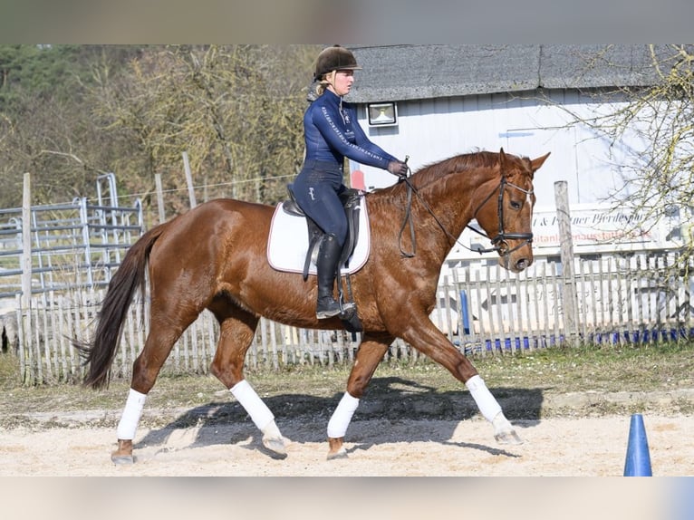 Westphalian Mare 11 years 16,2 hh Chestnut-Red in Würzburg