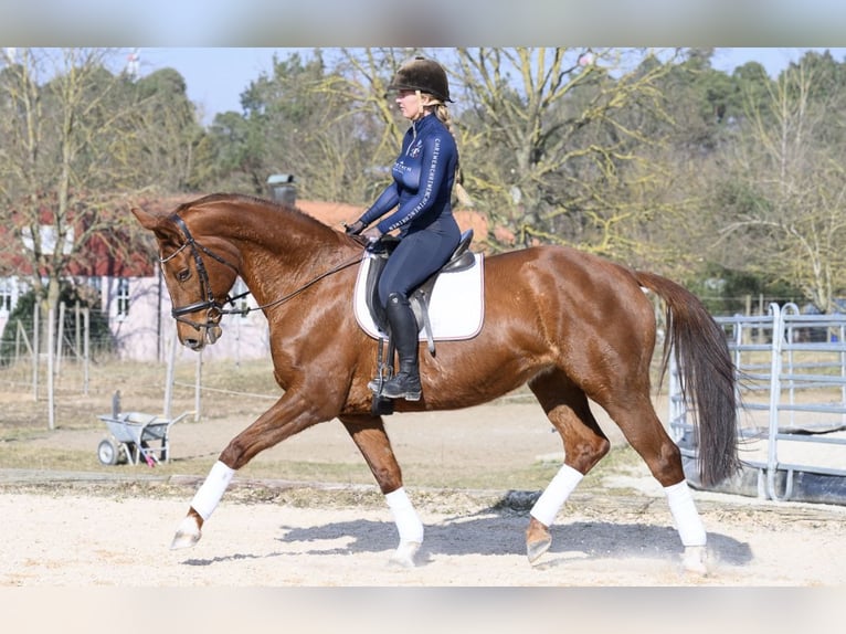 Westphalian Mare 11 years 16,2 hh Chestnut-Red in Würzburg