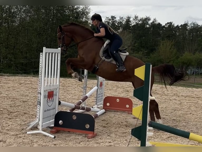 Westphalian Mare 11 years 16,2 hh Chestnut-Red in Würzburg
