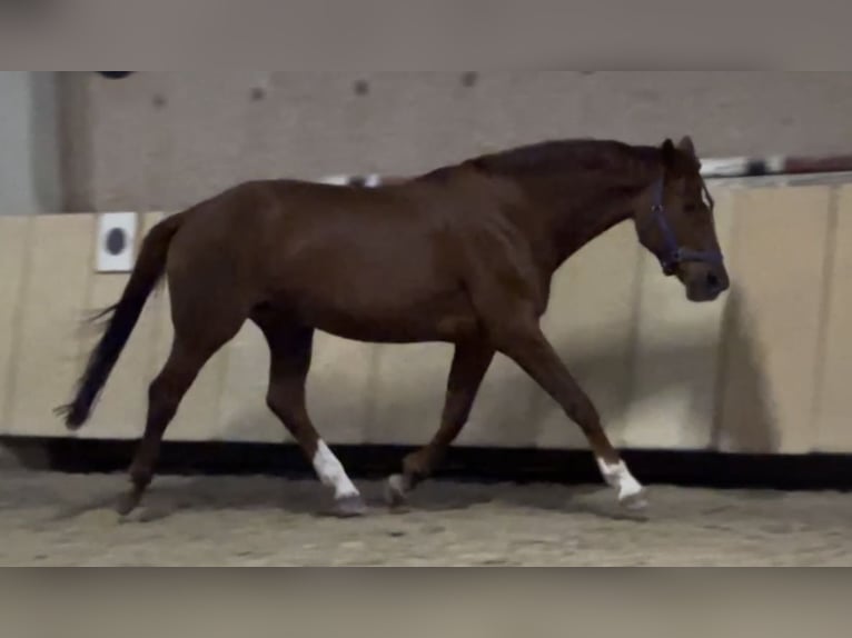 Westphalian Mare 11 years 16,2 hh Chestnut-Red in Würzburg