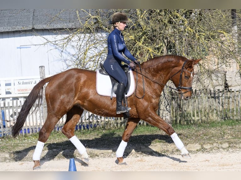 Westphalian Mare 11 years 16,2 hh Chestnut-Red in Würzburg