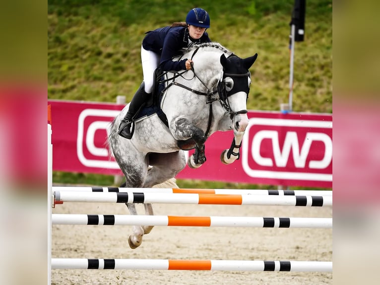 Westphalian Mare 11 years 16,2 hh Grey-Dapple in Ochtrup