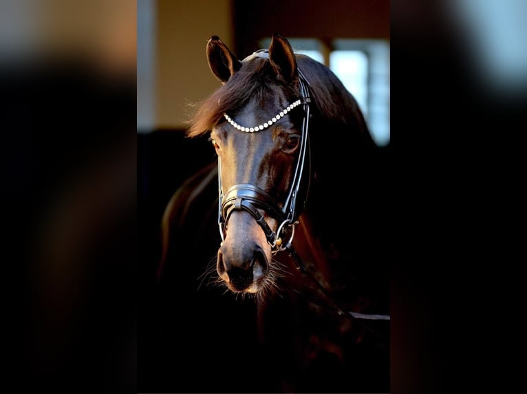 Westphalian Mare 11 years 16,3 hh Smoky-Black in Nideggen