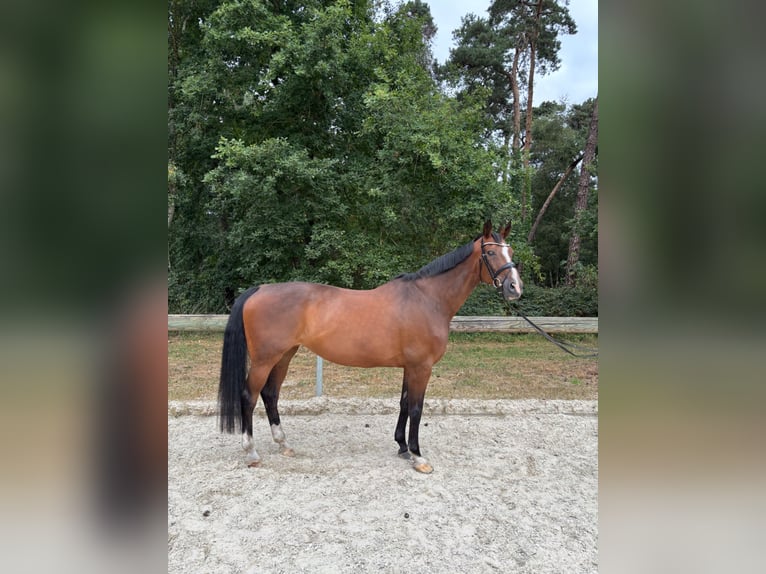 Westphalian Mare 11 years 17 hh Brown in Greven