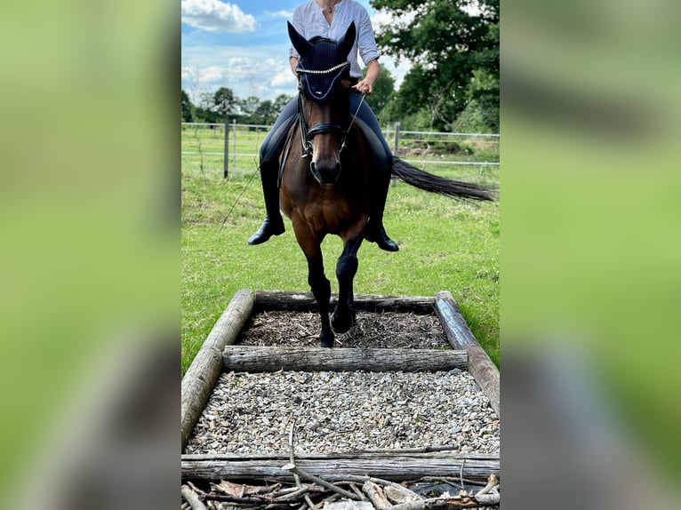 Westphalian Mare 11 years 17 hh Brown in Wadersloh