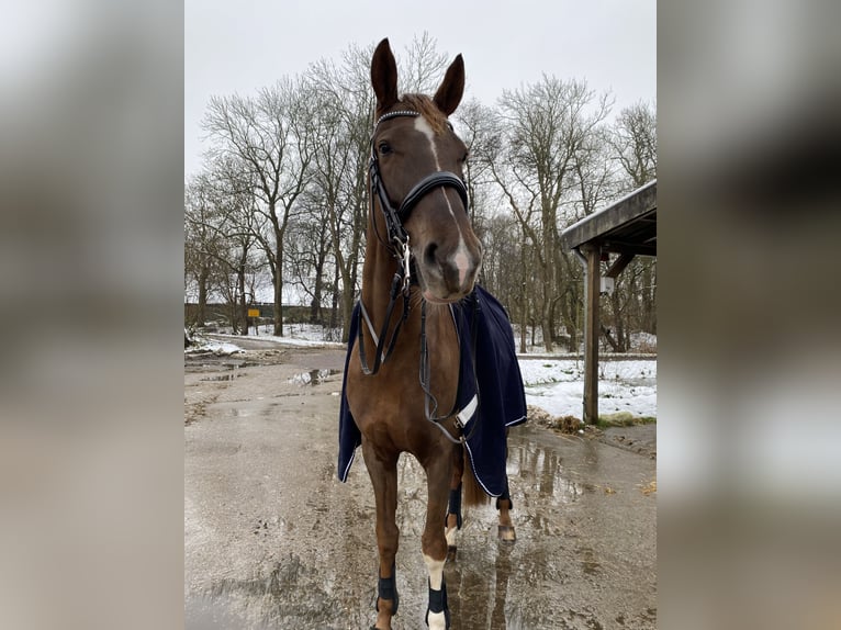 Westphalian Mare 11 years 17 hh Chestnut in Butjadingen