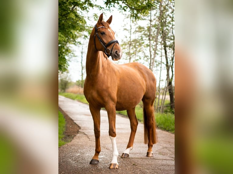 Westphalian Mare 11 years 17 hh Chestnut in Butjadingen
