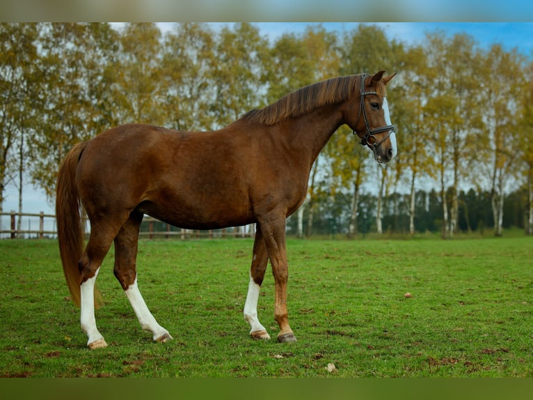 Westphalian Mare 11 years Chestnut-Red in Kleinenberg