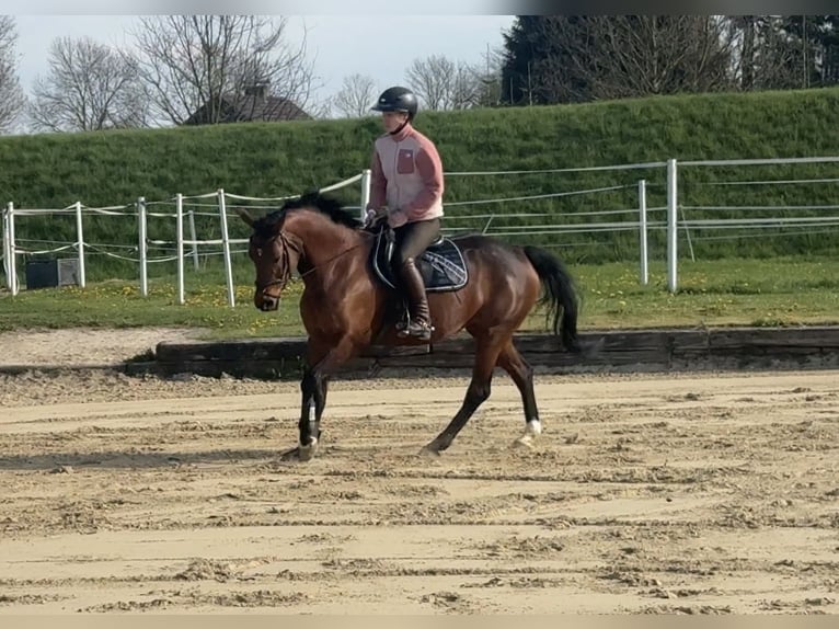 Westphalian Mare 12 years 15.1 hh Brown in Steinheim