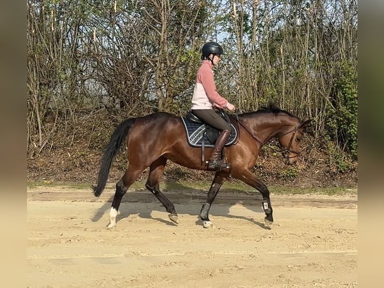 Westphalian Mare 12 years 15.1 hh Brown in Steinheim