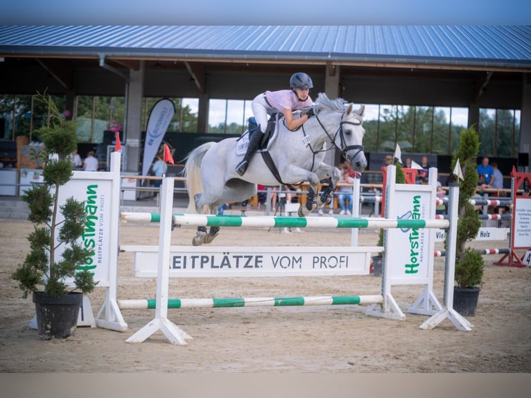 Westphalian Mare 12 years 15,3 hh Gray in Sendenhorst