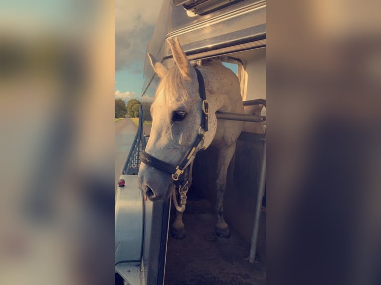 Westphalian Mare 12 years 15,3 hh Gray in Sendenhorst