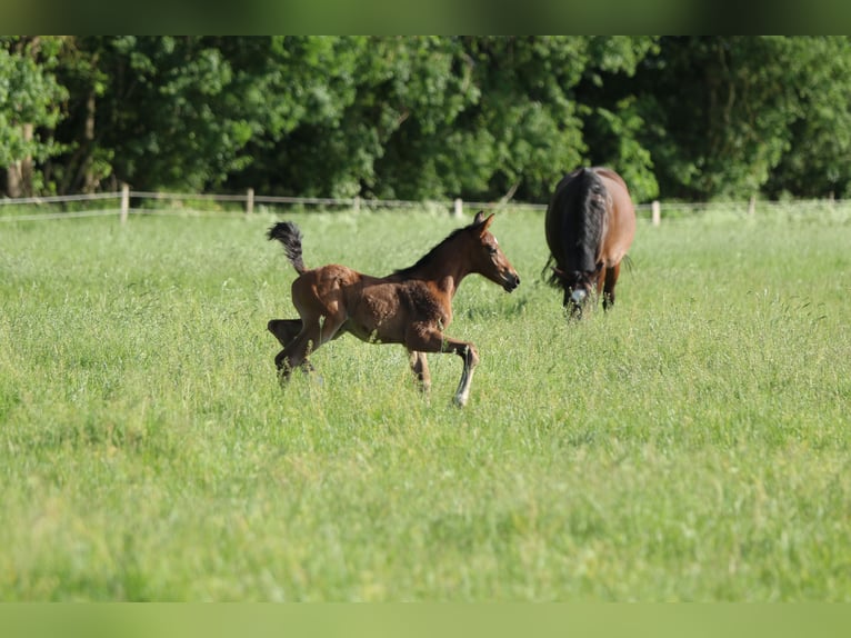 Westphalian Mare 12 years 16.1 hh Bay-Dark in Ahlen