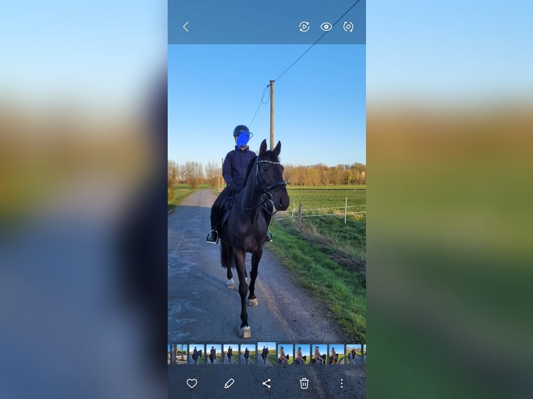 Westphalian Mare 12 years 16.1 hh Bay-Dark in Hamm