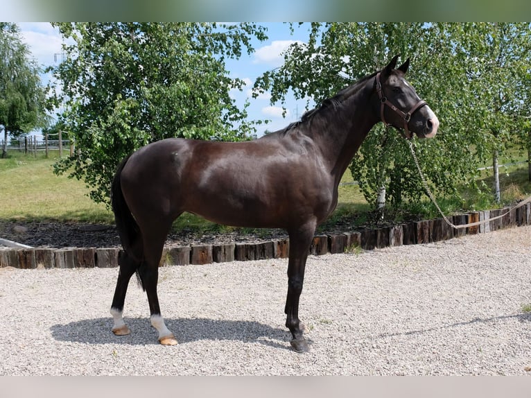 Westphalian Mare 12 years 16.1 hh Black in Puszcza Mariańska