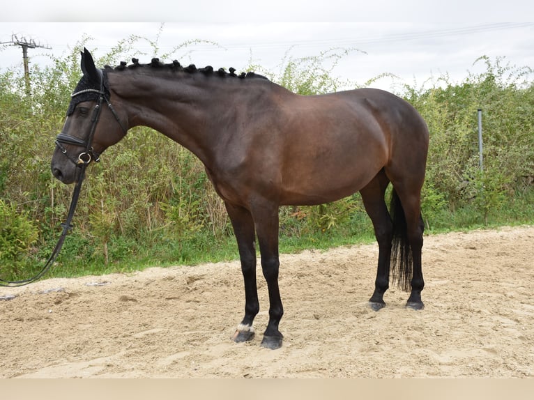 Westphalian Mare 12 years 16.1 hh Black in Prag