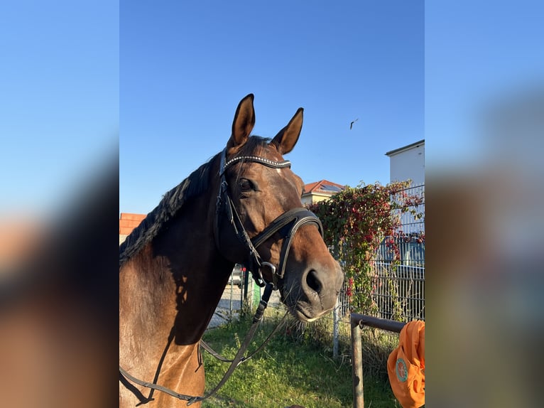 Westphalian Mare 12 years 16.1 hh Brown in Jena