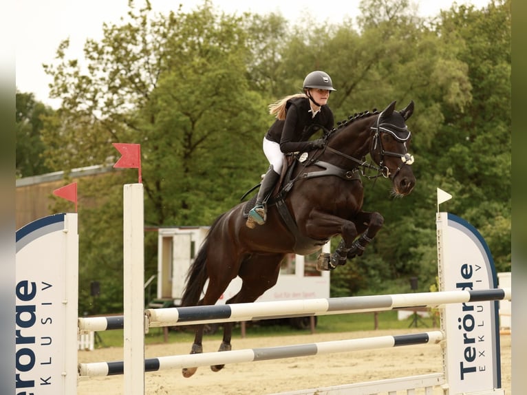 Westphalian Mare 12 years 16.1 hh Smoky-Black in Wesel