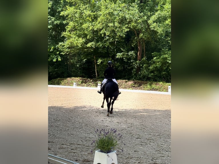 Westphalian Mare 12 years 16.2 hh Black in Rheinstetten