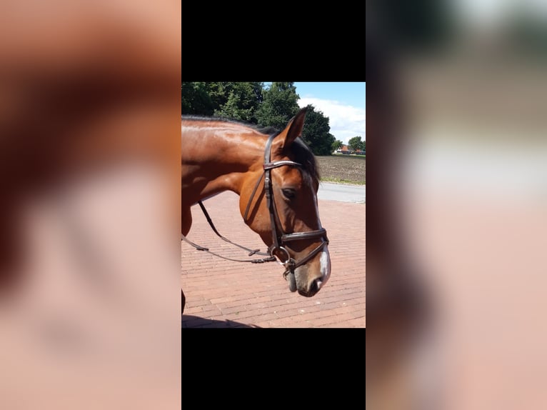 Westphalian Mare 12 years 16.2 hh Brown in Bad Laer