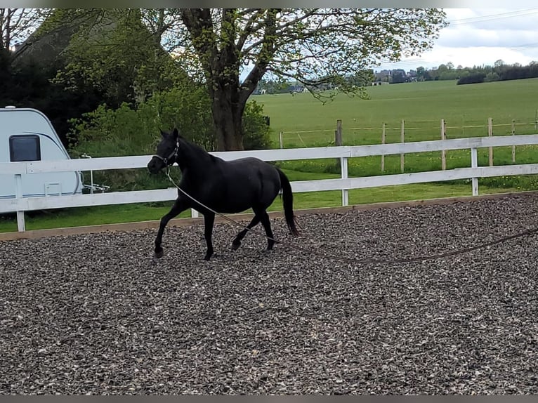 Westphalian Mare 12 years 16 hh Black in Marienberg