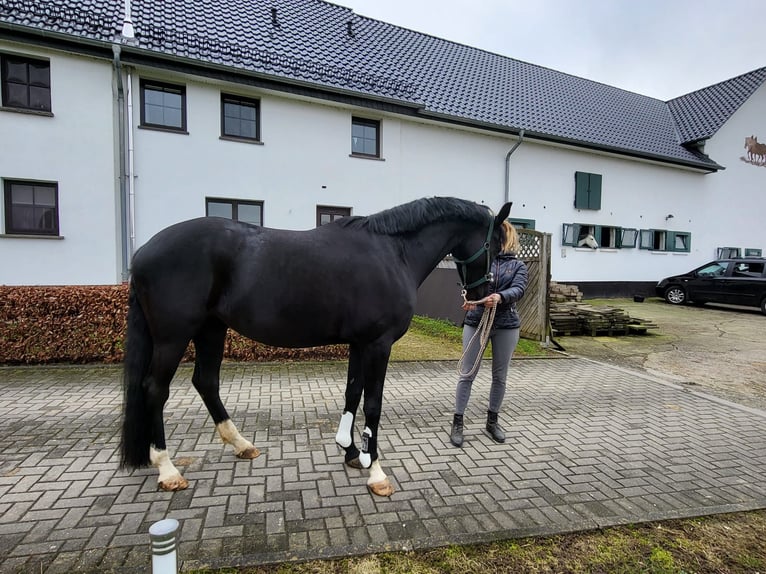 Westphalian Mare 12 years 16 hh Black in Overath