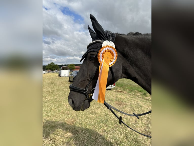 Westphalian Mare 12 years 16 hh Black in Großlangheim