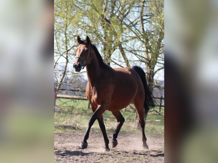 Westphalian Mare 12 years 16 hh Brown in Dülmen