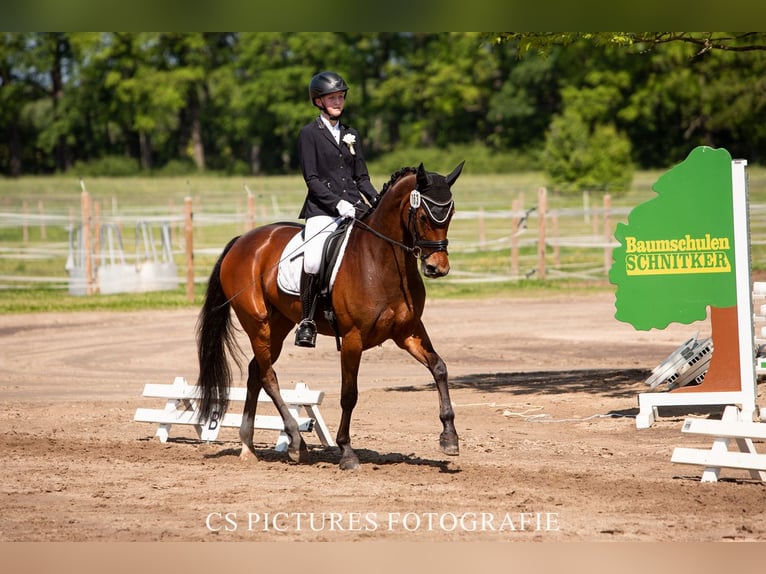 Westphalian Mare 12 years 16 hh Brown in Harsewinkel