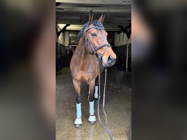 Westphalian Mare 12 years 16 hh Brown in Münster