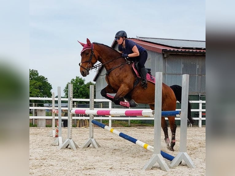 Westphalian Mare 12 years 16 hh Brown in Rheine