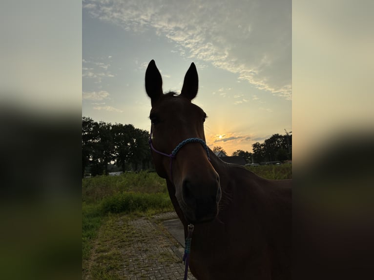 Westphalian Mare 12 years 16 hh Brown in Rheine