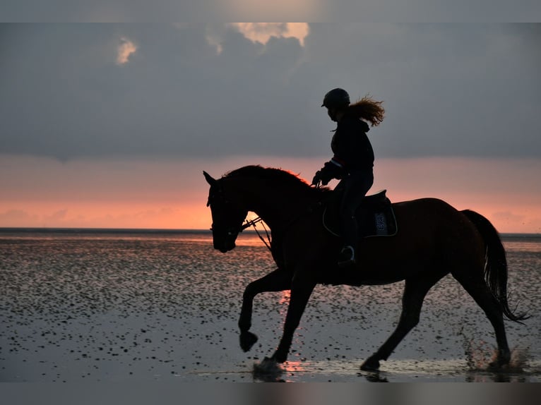 Westphalian Mare 12 years 16 hh Brown in Köln