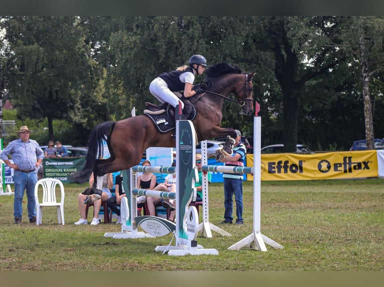 Westphalian Mare 12 years 16 hh Brown in Drensteinfurt