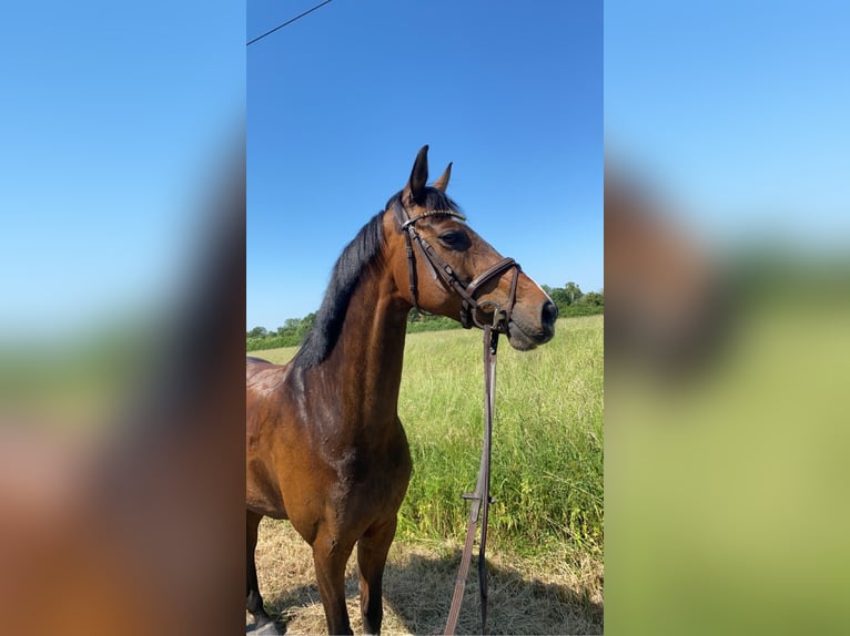 Westphalian Mare 12 years 16 hh Brown in Drensteinfurt