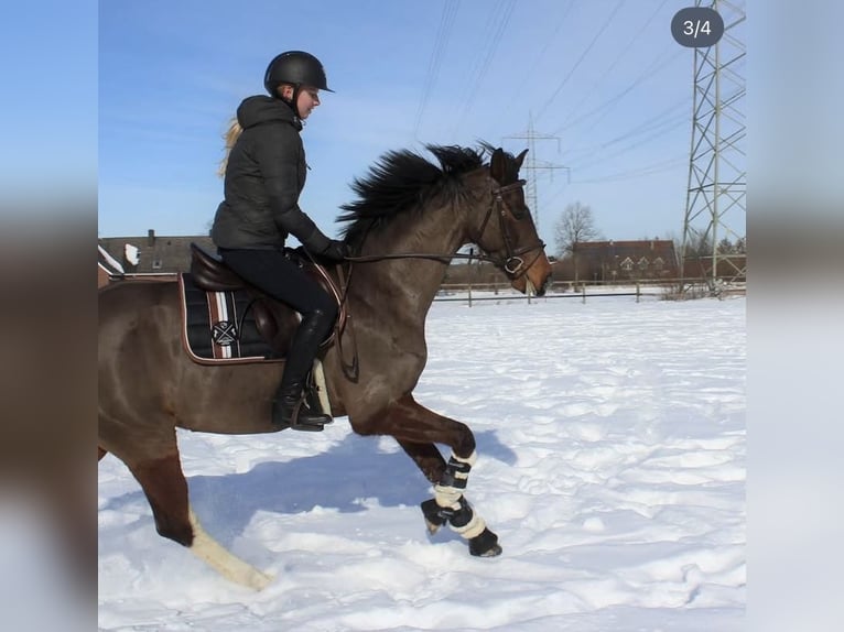 Westphalian Mare 12 years 16 hh Brown in Drensteinfurt
