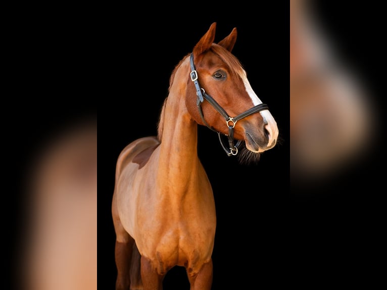 Westphalian Mare 12 years 16 hh Chestnut-Red in Bonn
