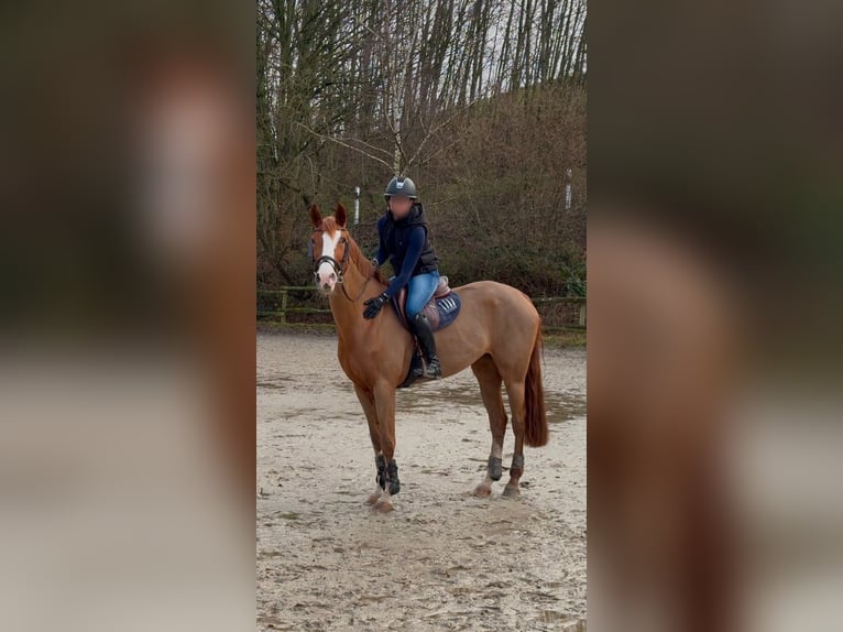 Westphalian Mare 12 years 16 hh Chestnut-Red in Bonn